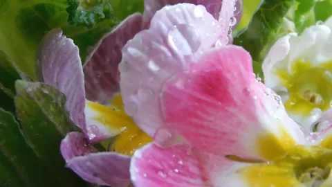 Spring flowers Stock Footage 236573212