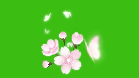 Spring flowers Stock Footage 237076238