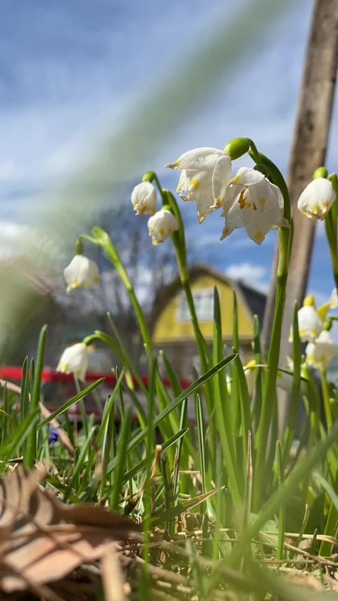 Spring flowers Stock-Footage 241293789