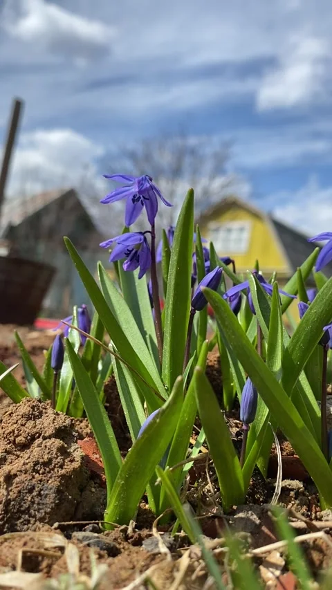 Spring flowers Stock-Footage 241296963
