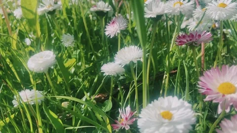 Spring flowers. Stock Footage 242905036