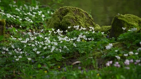 Spring flowers Stock Footage 271353047