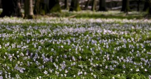 Spring flowers Stock Footage 293813982