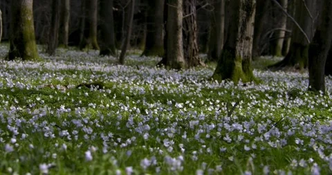 Spring flowers Stock Footage 293813994