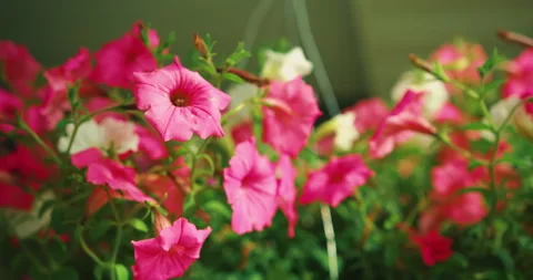 Spring Flowers Stock Footage 320370509