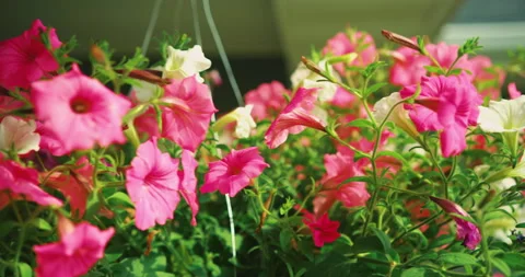 Spring Flowers Stock Footage 320370510