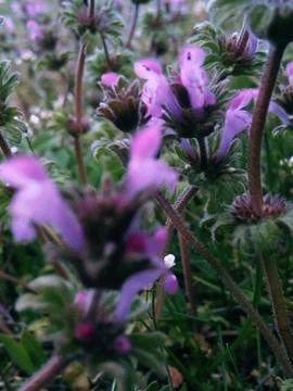 Spring flowers forbs Foto stock