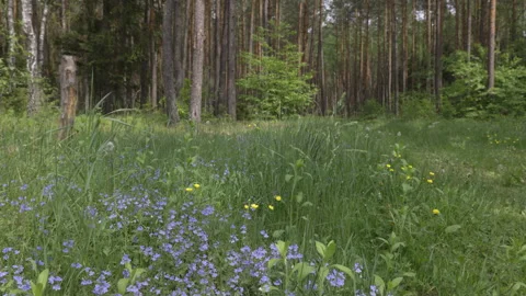 Spring flowers in the forest, 8K Stock Footage 244412937