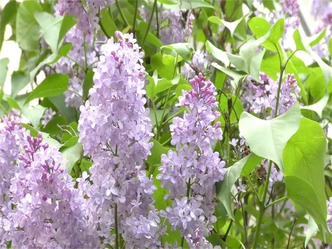Spring Flowers in Forest and Garden Stock Footage 75717977