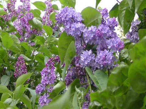 Spring Flowers in Forest and Garden Stock Footage 75718043
