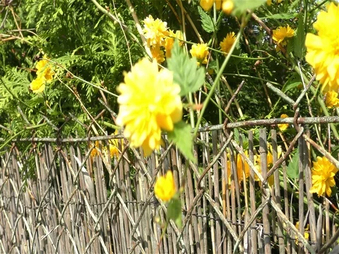Spring Flowers in Forest and Garden Stock Footage 75718754
