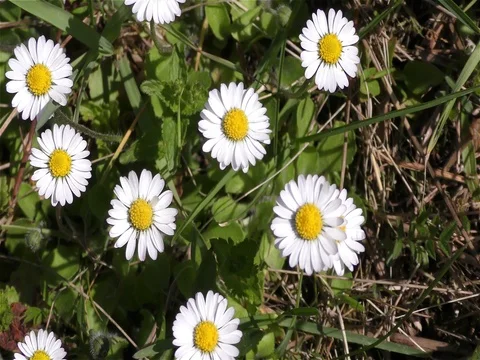 Spring Flowers in Forest and Garden Stock Footage 75720258