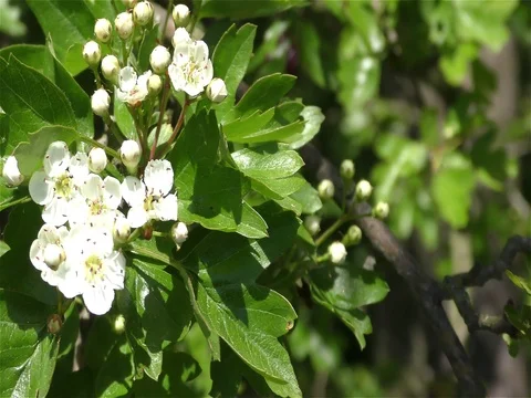 Spring Flowers in Forest and Garden Stock Footage 75720503