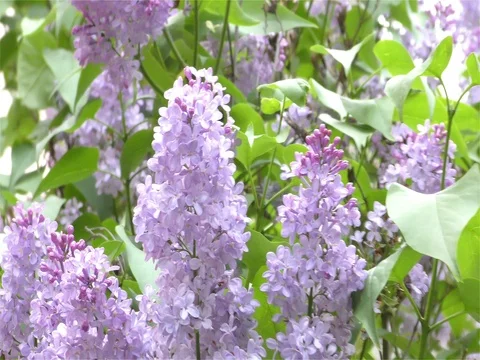 Spring Flowers in Forest and Garden Stock-Footage 75720551