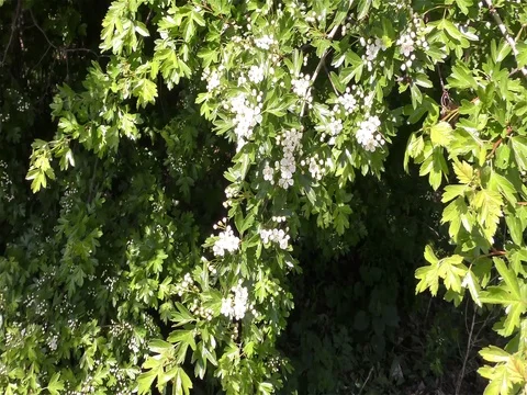 Spring Flowers in Forest and Garden Stock Footage 75721354