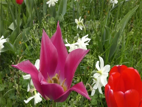Spring Flowers in Forest and Garden Stock Footage 75722327