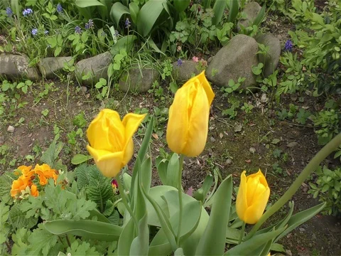 Spring Flowers in Forest and Garden Stock Footage 75722746