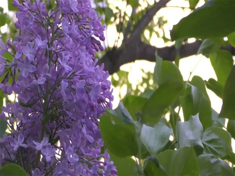 Spring Flowers in Forest and Garden Stock Footage 75722997