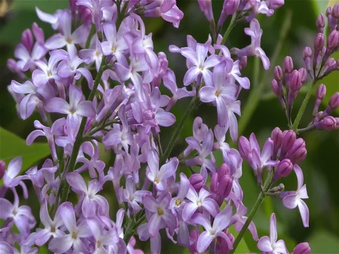 Spring Flowers in Forest and Garden Stock Footage 75723118