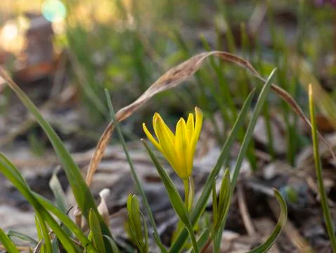 Spring flowers in a forest clearing Stock Photos