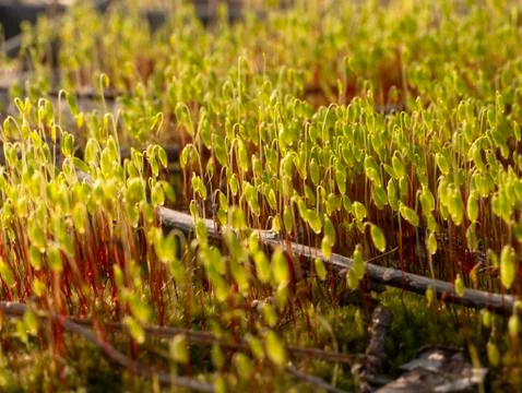  Spring flowers in a forest clearing 写真素材