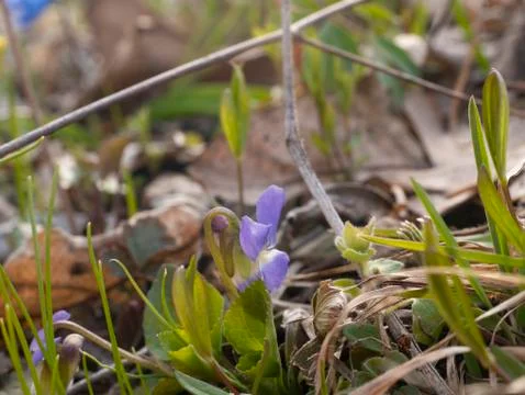 Spring flowers in a forest clearing Stock Photos