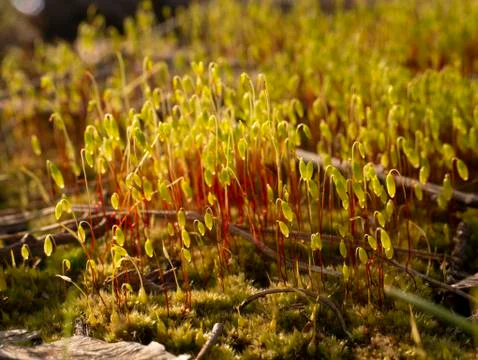 Spring flowers in a forest clearing Stock Photos