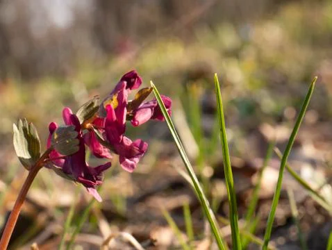 Spring flowers in a forest clearing Stock Photos