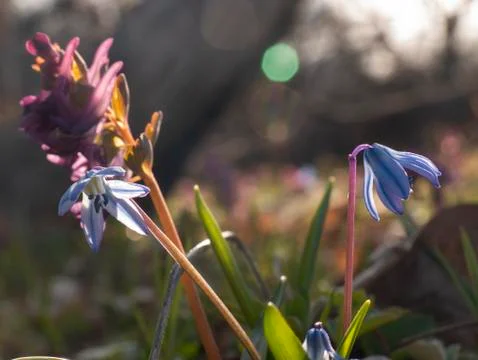 Spring flowers in a forest clearing Stock Photos
