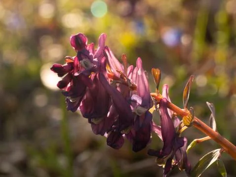 Spring flowers in a forest clearing Stock Photos