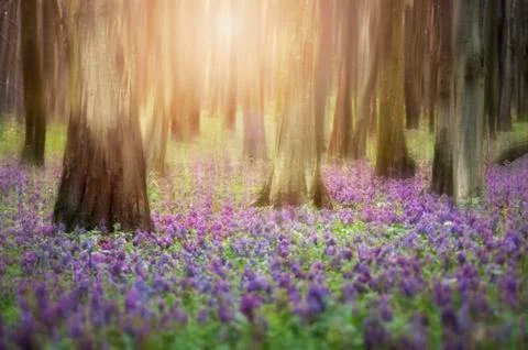 Spring flowers on forest floor, fantasy scene Stock Photos