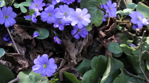 Spring flowers in the forest Stock Footage 116564849