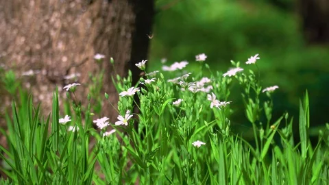 Spring flowers in a forest Stock-Footage 129465869