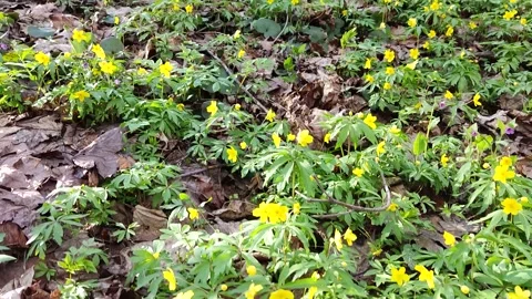 Spring flowers in a forest Stock Footage 153045971