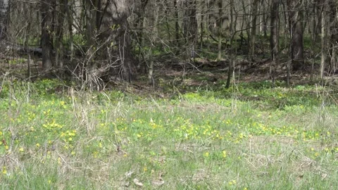 Spring flowers in a forest glade Vídeo Stock 152985862