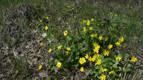 Spring flowers in a forest glade Vídeo Stock 152985974