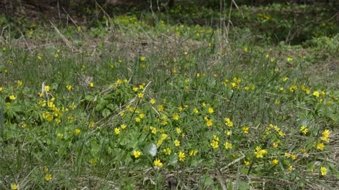 Spring flowers in a forest glade Vídeo Stock 152986092