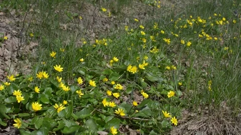Spring flowers in a forest glade Vídeo Stock 152986279