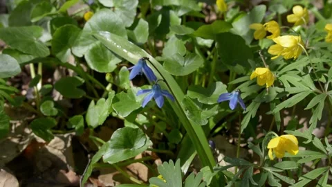 Spring flowers in a forest glade Vídeo Stock 152986424