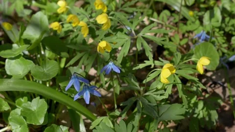 Spring flowers in a forest glade 스톡 동영상 152986454