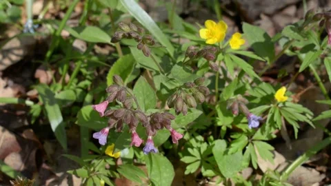 Spring flowers in a forest glade Vídeo Stock 152986564