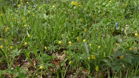 Spring flowers in a forest glade Stock-Footage 152986596