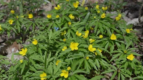 Spring flowers in a forest glade Vídeo Stock 152986880