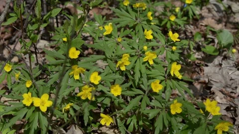 Spring flowers in a forest glade Stock-Footage 152986985