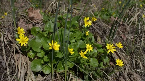 Spring flowers in a forest glade Stock-Footage 152987026