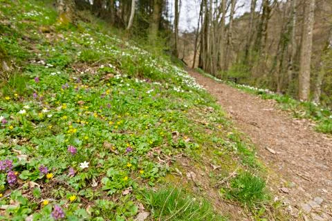 Spring flowers on the forest ground next to a footpath in Manderscheid in the Stock Photos