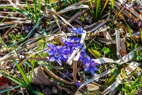 Spring flowers in the forest Stock Photos