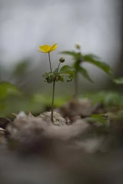 Spring flowers in the forest Stock Photos