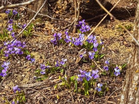 Spring flowers in the forest Фото
