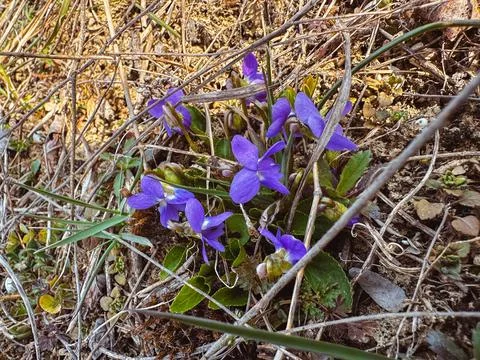 Spring flowers in the forest 库存照片
